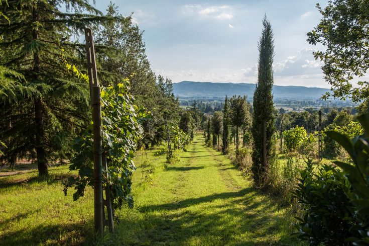 Vigneto che si estende in un paesaggio verde, con panorami di colline sullo sfondo.