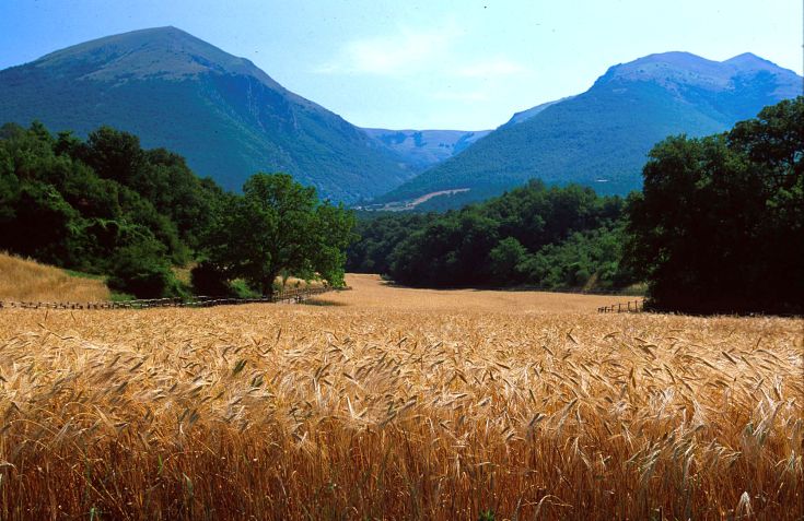 Un champ de blé mûr entouré de collines verdoyantes dans le parc national des Monts Sibillini.
