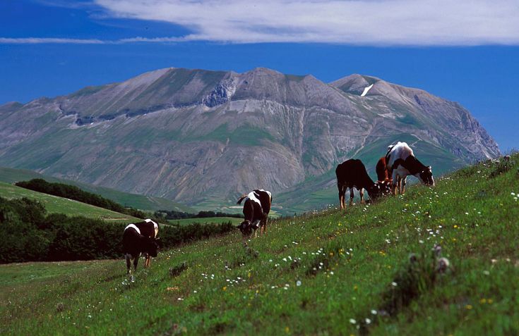 Des cerfs se déplacent dans une prairie verte, avec des montagnes en arrière-plan et un ciel dégagé.