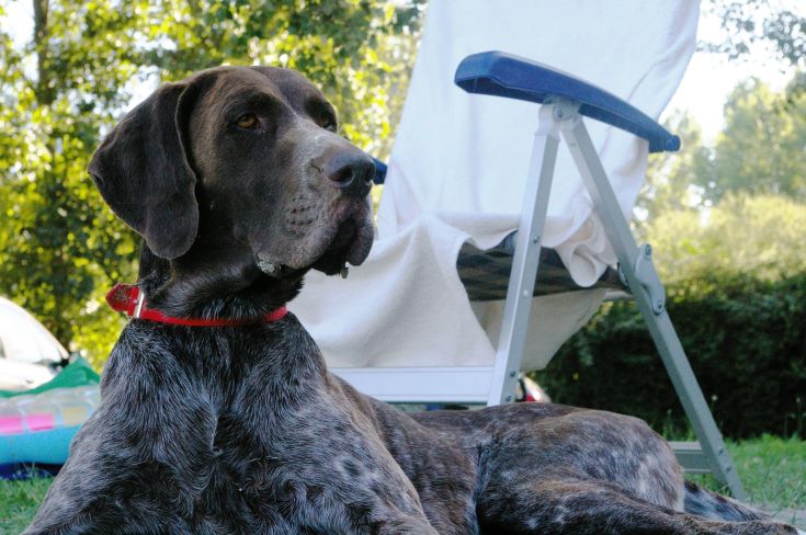 A calm dog lying on a green lawn, surrounded by the nature around.