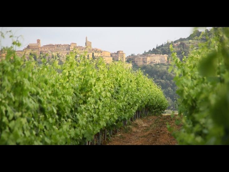 A vineyard sprawling over a gentle hill, featuring a view of an ancient village.