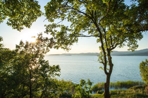 Sonnenreflexionen auf dem See, umgeben von grünen Bäumen an einem ruhigen Tag.