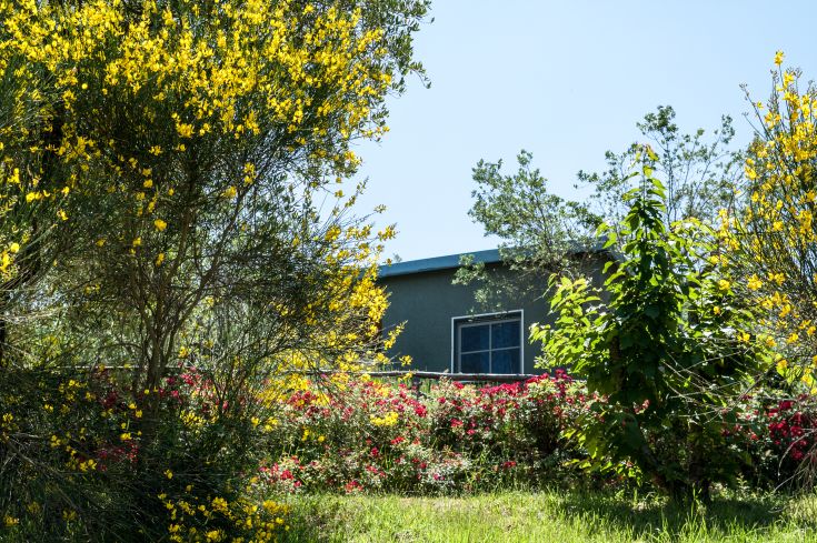 A natural area with yellow and pink flowers surrounding a building.