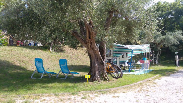 A serene area with loungers and tents surrounded by olive trees and lush greenery.