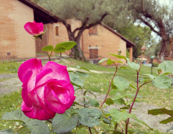 A pink rose blooms in a neat garden, with a brick building in the background.