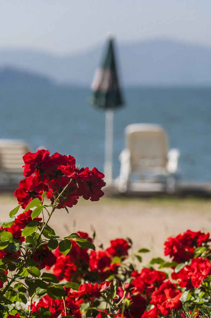 A close-up of a red rose with a scenic lake and sunbeds in the background.