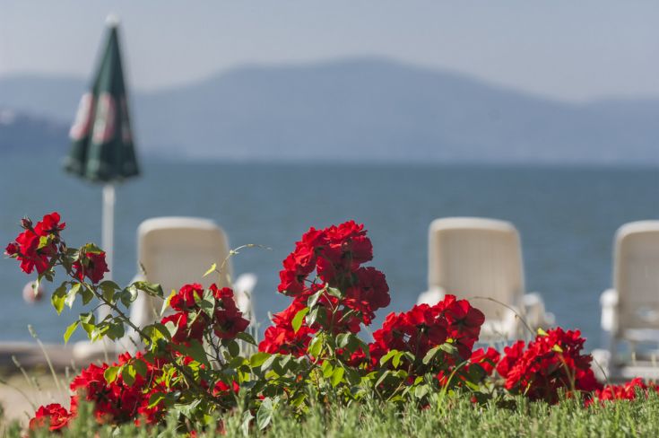 Red flowers in the foreground, sun loungers arranged in a green area, with a lake visible in the background. A tranquil setting.