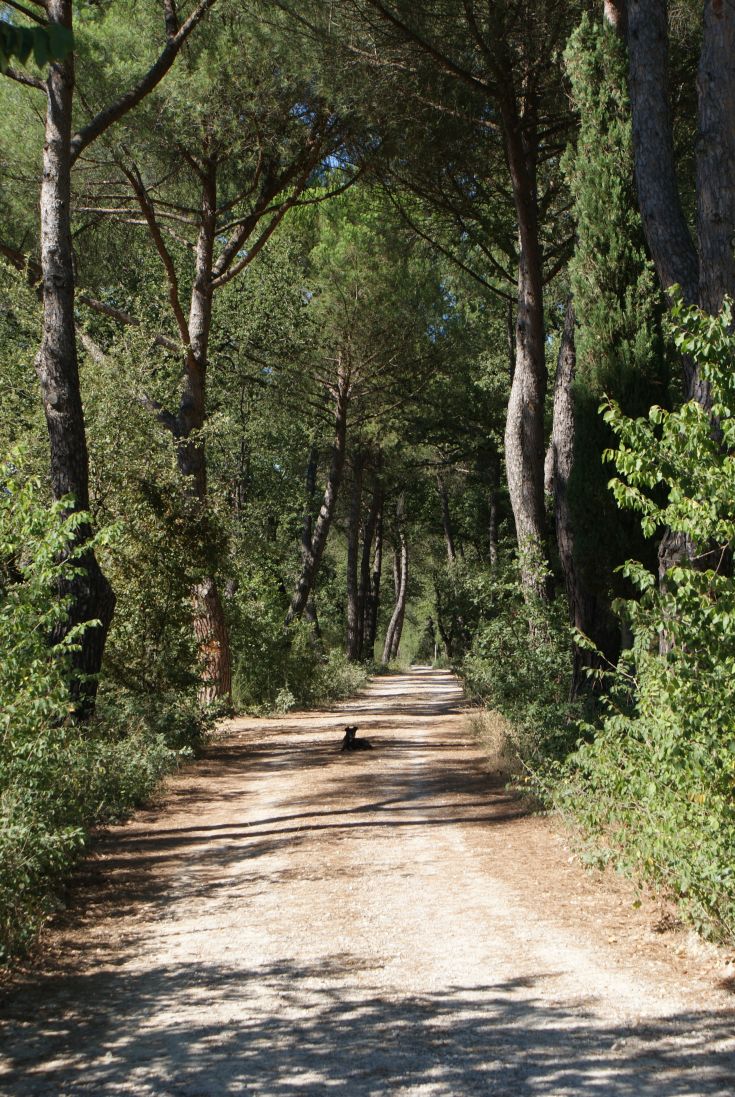 Sentiero tranquillo immerso nel bosco, adatto per passeggiate rilassanti e momenti di tranquillità nella natura.