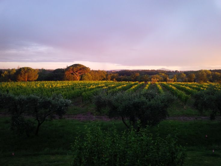 Un tranquillo panorama di vigneti al tramonto, punteggiato da alcuni alberi che arricchiscono il paesaggio.