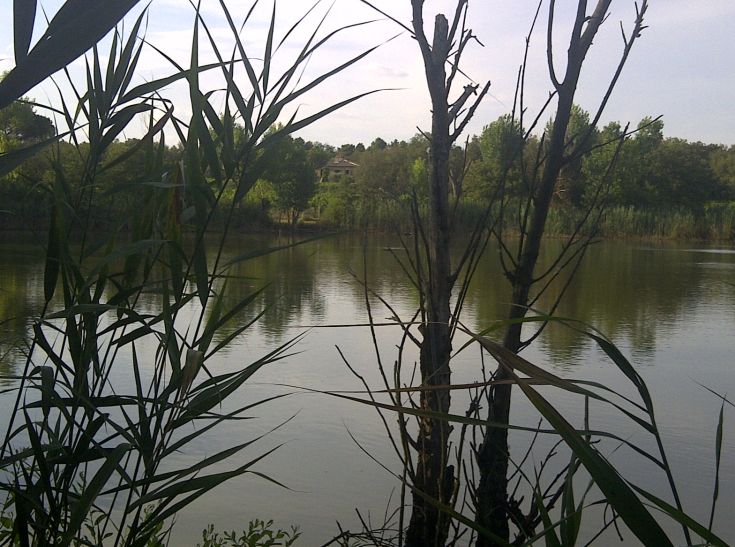 Un lago circondato da alberi e vegetazione, con riflessi delle piante sulla superficie.