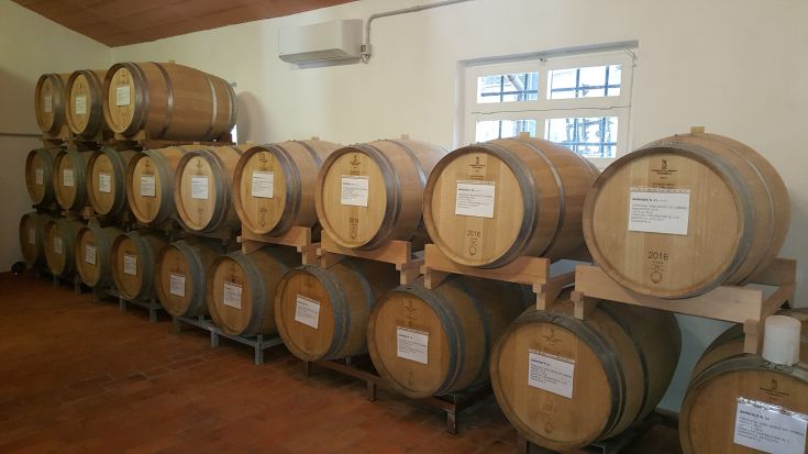 Un locale con botti di legno disposte ordinatamente, utilizzate per l'invecchiamento del vino.