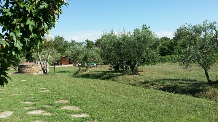 Un giardino tranquillo con ulivi e un edificio sullo sfondo.