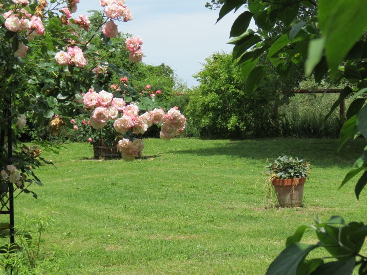 Ein Garten mit blühenden rosa Rosen und grünem Gras, der eine natürliche Oase der Ruhe darstellt.
