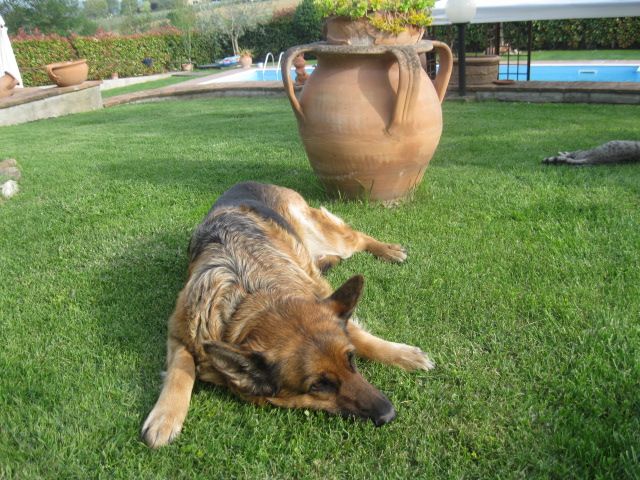 Un cane si rilassa su un prato verde, immerso in un'atmosfera tranquilla.