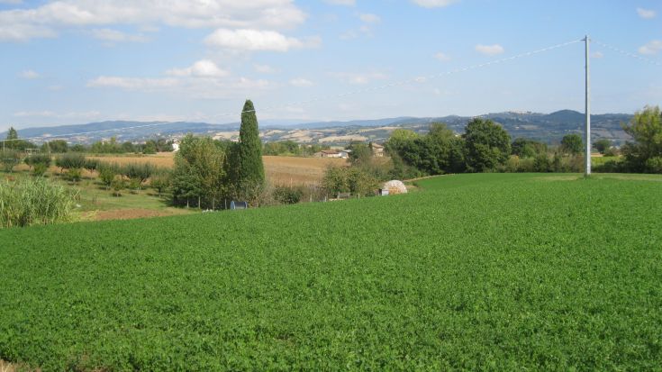 Panorama della campagna umbra caratterizzato da ampi campi verdi e dolci colline all'orizzonte.
