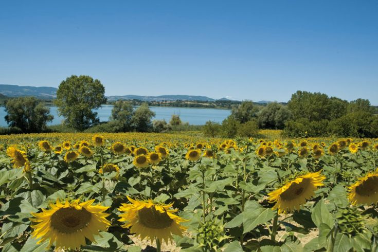 Girasoli colorati crescono sotto un cielo sereno, con un lago tranquillo che si intravede sullo sfondo.
