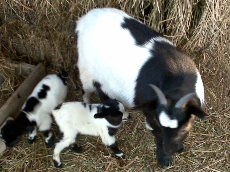 Un capretto e la sua madre si trovano al sole in mezzo al fieno in una fattoria.