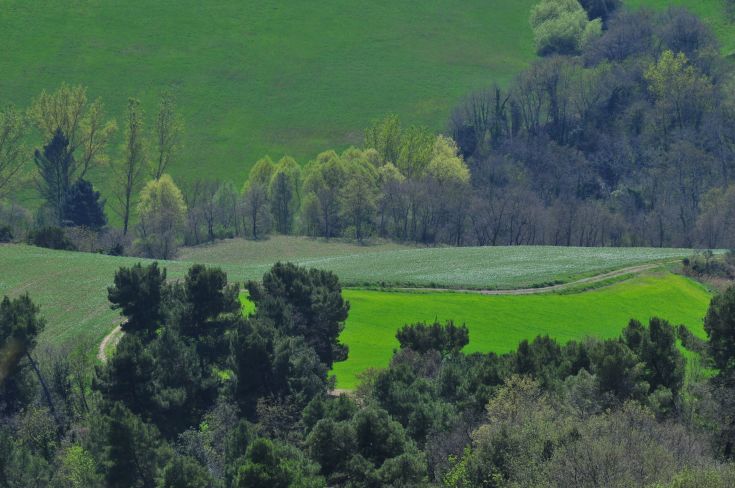 Scena di dolci colline verdi, con alberi sparsi e un ambiente naturale ben conservato.