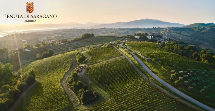 Scena tranquilla delle colline umbre con vigneti ben curati e un ambiente rilassato su Tenuta di Saragano.