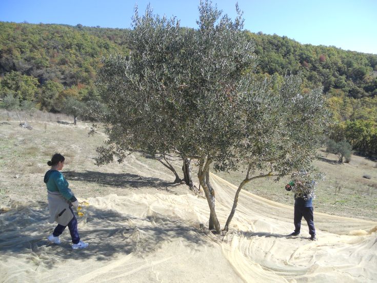 Raccolta delle olive in un ambiente collinare caratterizzato da ulivi e reti distese sul terreno.