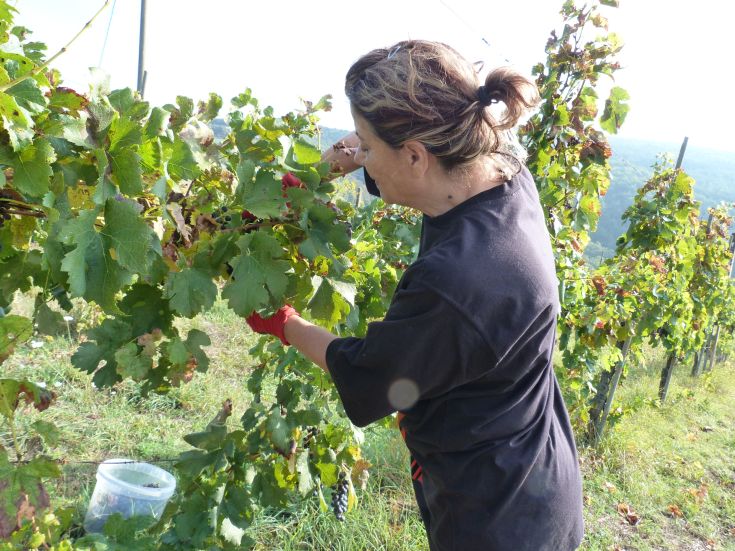 Una donna raccoglie l'uva in un vigneto, circondata da piante e un ambiente tipico della campagna.