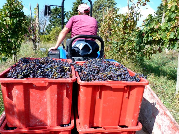Raccolta dell'uva in un vigneto, con casse rosse colme di grappoli. Un'attività di lavoro durante la vendemmia.