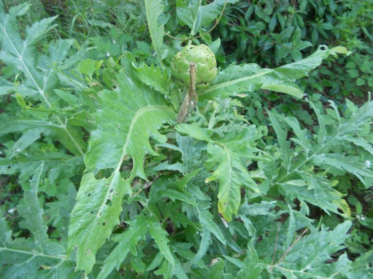 Piante di carciofo con foglie verdi, immerse in un ambiente naturale sereno.