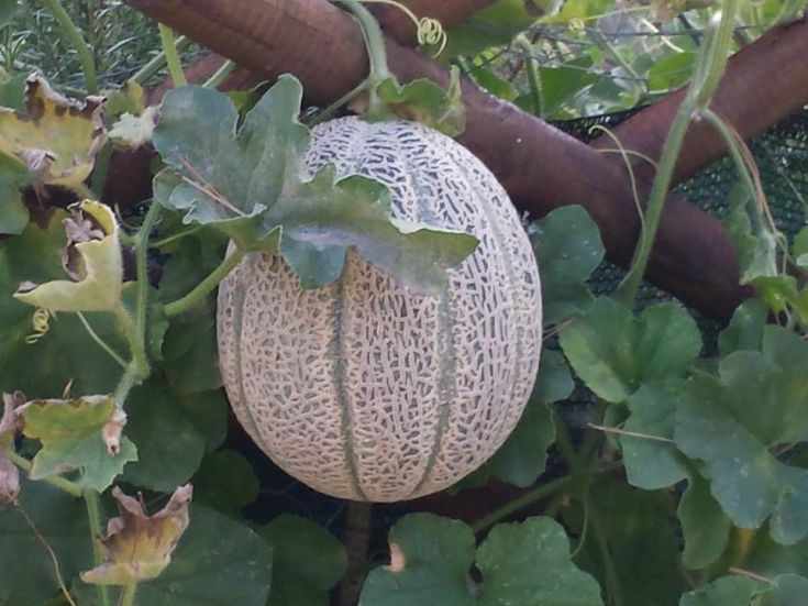 Un melone maturo cresce tra le foglie in un ambiente verde e sano.
