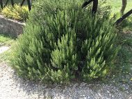 Un cespuglio di rosmarino sano in un contesto naturale, comune nei paesaggi umbri.