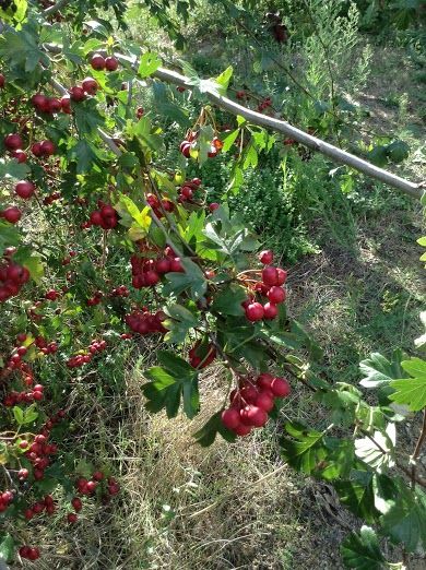 Rami con bacche rosse all'interno di un'area verde, caratterizzata dalla presenza di alberi e vegetazione.