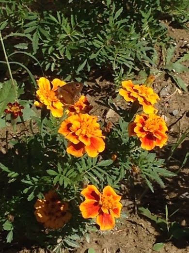 Fiori di Tagete dai colori arancione e giallo che crescono in un giardino illuminato dal sole.