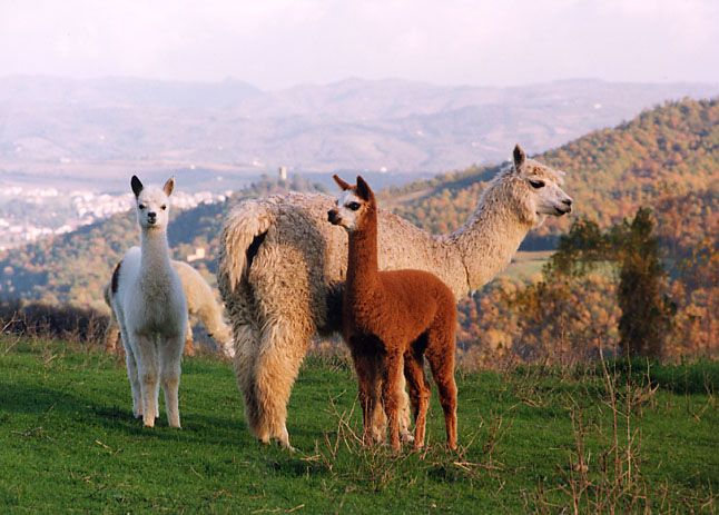An alpaca in a green field, perfect for a pleasant family walk.