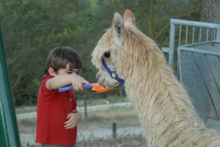 A child caring for an alpaca in a serene, natural setting.