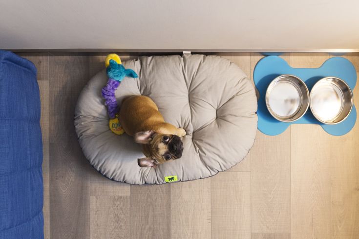 A small puppy lying on a soft pillow, with a toy nearby and food bowls around.