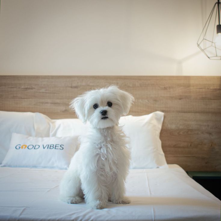 Ein weißer Hund liegt auf einem Bett mit weißen Kissen in einer gemütlichen Umgebung.