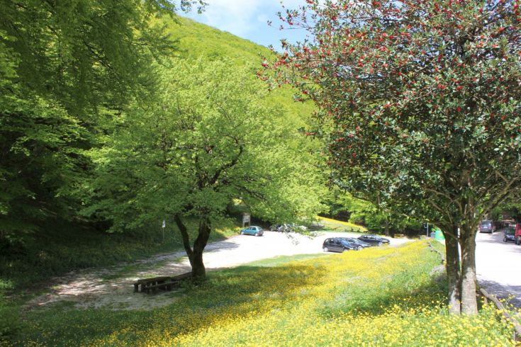 Un paesaggio montano con alberi verdi e fiori gialli, caratterizzato da un'atmosfera serena e naturale.