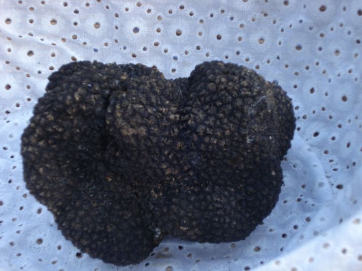 A black truffle with an irregular surface resting on a white cloth, symbolizing a high-end culinary ingredient.