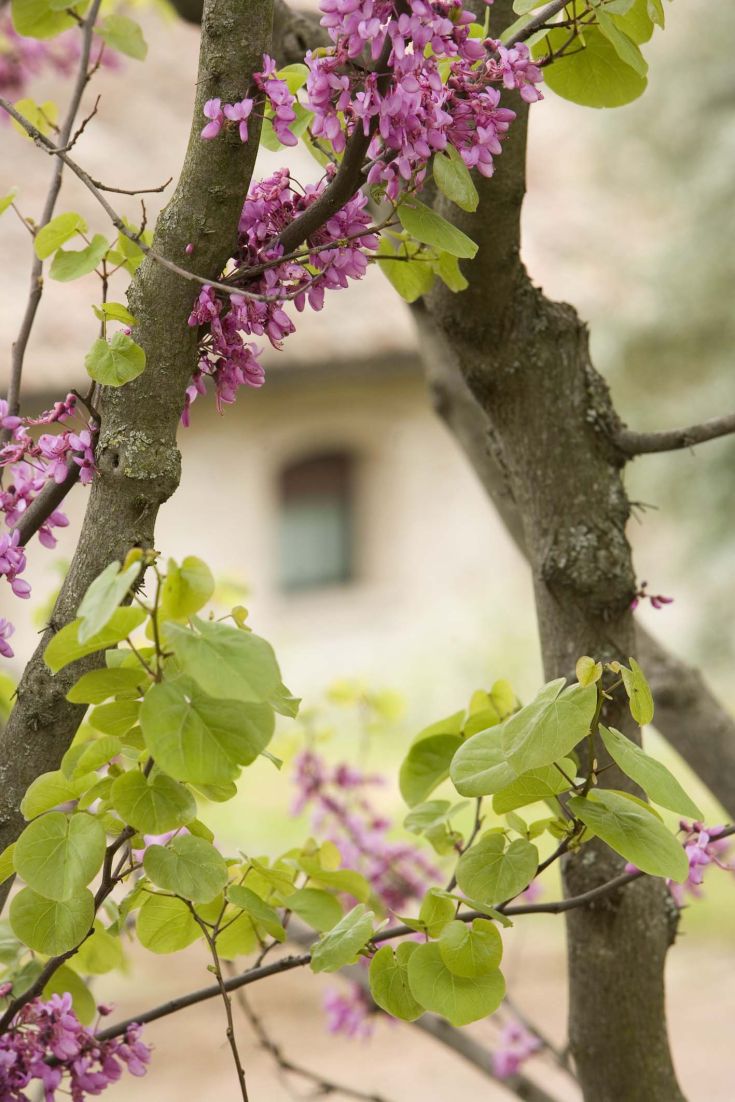 Des branches d'un arbre en fleurs avec des feuilles vertes et des fleurs roses devant un bâtiment lumineux.