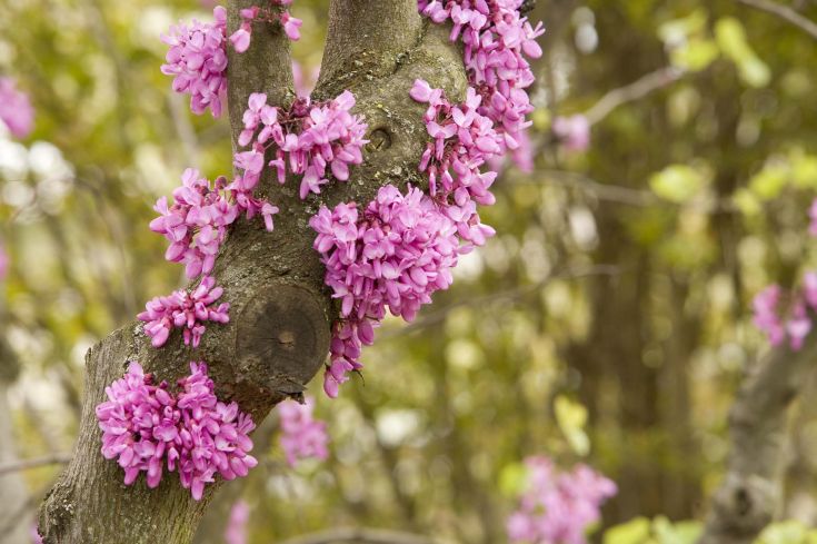 Une branche d'un arbre en fleurs avec des fleurs roses, entourée d'un environnement naturel. Les feuilles vertes offrent un fond relaxant.
