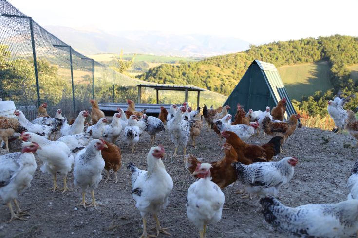 Eine Gruppe von Hühnern in einem Außenbereich, umgeben von Bäumen und grünen Hügeln.