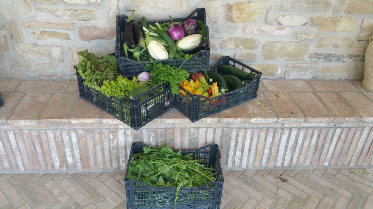 Körbe mit frischem, abwechslungsreichem Gemüse, die eine Sammlung lokaler und natürlicher Produkte zeigen.