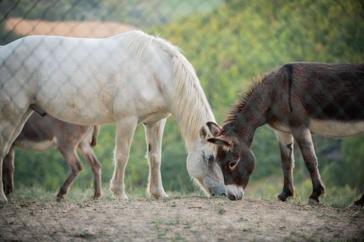 Ein weißes Pferd und ein brauner Esel nähern sich, während sie in einer grünen, offenen Umgebung weiden.