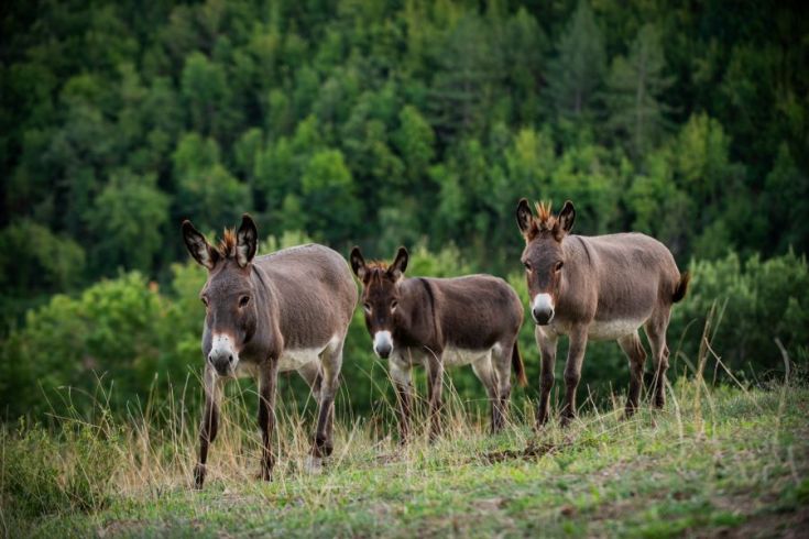 Drei Esel spazieren in einer Wiese, umgeben von einem leuchtend grünen Wald.