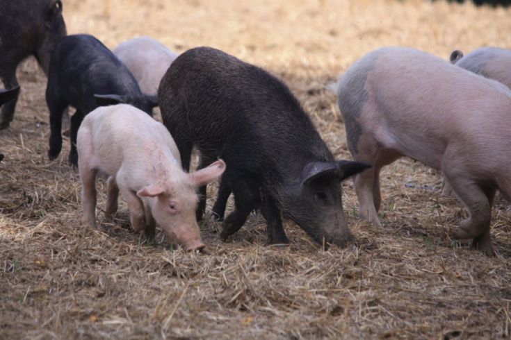 Eine Gruppe von Schweinen bewegt sich auf einem grasbewachsenen Feld, umgeben von Natur.