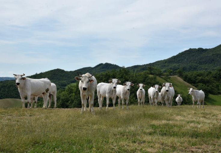 Eine Gruppe weißer Rinder befindet sich auf einer grünen Wiese, umgeben von einer üppigen Hügel Landschaft.