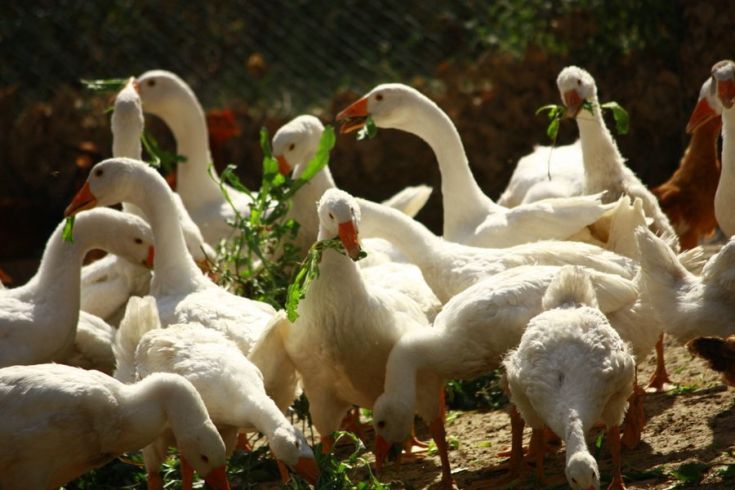 Eine Gruppe weißer Gänse befindet sich auf einer grünen Wiese und frisst in der umliegenden Vegetation.
