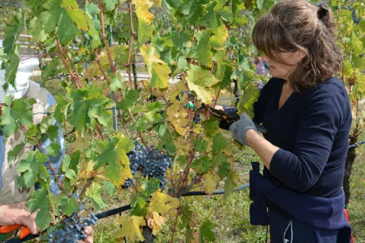 Traubenernte in einem Weinberg, mit Menschen, die in einer ruhigen und natürlichen Umgebung Trauben pflücken.