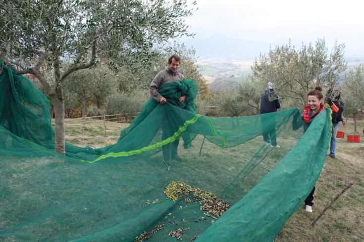 Zwei Personen sammeln Oliven in einem Olivenhain, umgeben von Bäumen und typischer Vegetation des Landes.