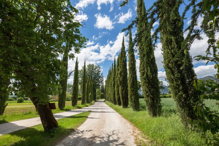 Passeggiata lungo un sentiero fiancheggiato da cipressi in un tranquillo paesaggio verde.