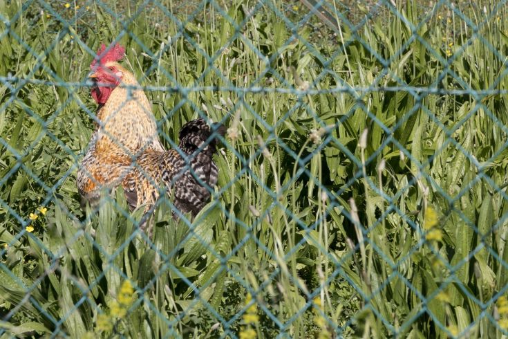 Un gallo dai colori vivaci e una gallina si trovano tra l'erba alta, circondati da una recinzione metallica.